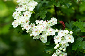 beautiful white flowers grow in a park on a tree