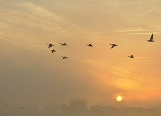 Obraz na płótnie Canvas The Canada goose Branta canadensis in sunrise colours