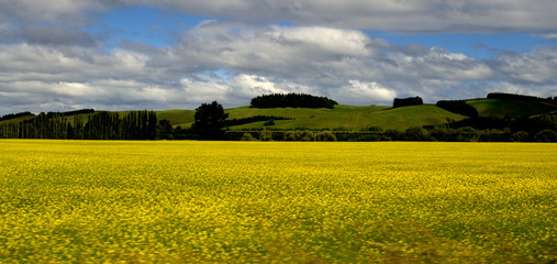 Roadtrip Otago Peninsula, yellow flowers field. Movement Photo