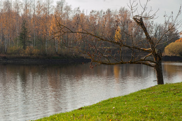 Fototapeta premium lake in autumn time with the tree without leaves
