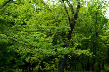 Fototapeta na wymiar branch with green leaves in the summer forest