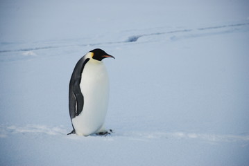 emperor penguin in antarctica