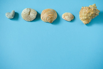 Seashells on blue background