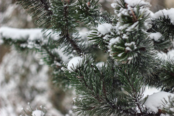Snow-covered fir branches in winter frost