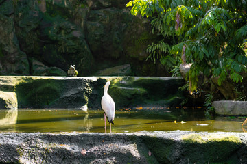A flock of milk stork is hunting in a pond. Looking for fish