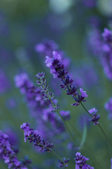 beautiful lavender flowers blossomed in a summer green meadow and give off a pleasant aroma
