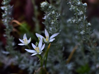 white flowers in the forest
