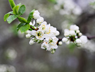 cherry tree blossom