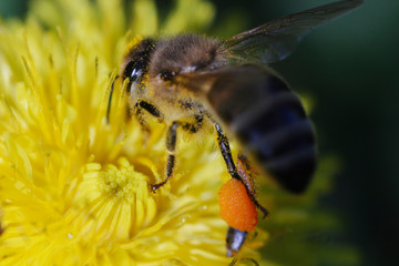 bee on a flower