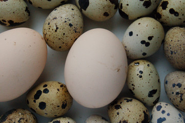 quail eggs on white