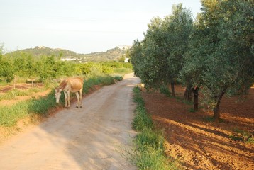 Spanish Mule on Roadside, Valencia, Spain