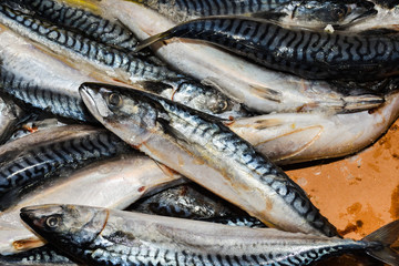 Istanbul, Turkey, 20.12.2019: Fresh seafood on the counter top of the fish market, for sale