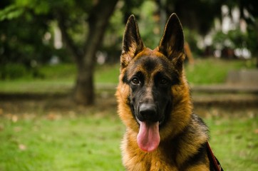 german shepherd dog