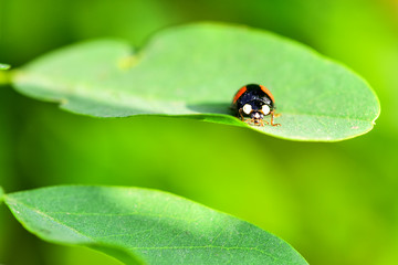 Close-ups of different insects inhabiting wild plants