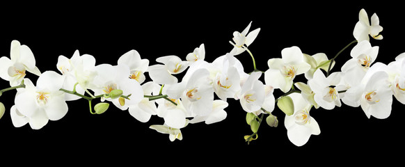 Branch of beautiful orchid on black background. Banner design