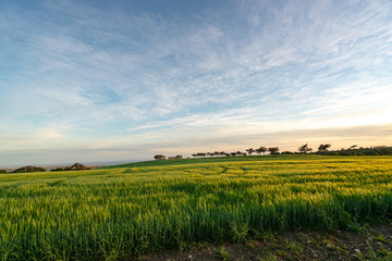 Obraz premium Isolate farmhouse in a green field at sunset