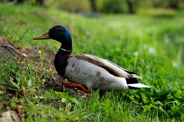 duck on the grass