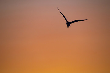 seagull against light