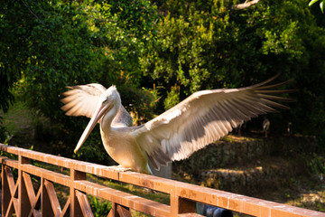 The white pelican that lives in the bird park sits on the railing of the bridge