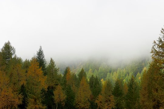 Trees In Forest Against Sky During Autumn © serguei ouklonski/EyeEm
