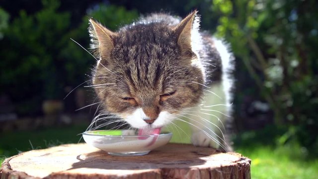 tabby white british shorthait cat drinking milk outdoors in the sunny garden