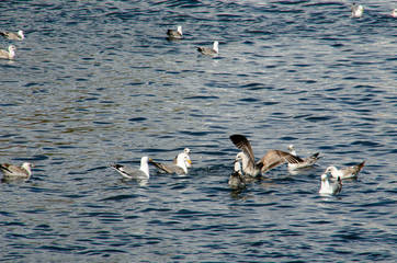 Gaviotas reunidas