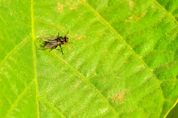 Close-ups of different insects inhabiting wild plants