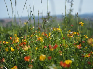 flores de colores amarillas y naranjas entre la hierba 