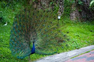 Beautiful well-groomed peacock fluffy a magnificent tail, flirts with a female