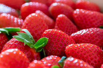 Frische Erdbeeren in Bioqualität sind reif für gesunde Ernährung mit Obst und Diät in...