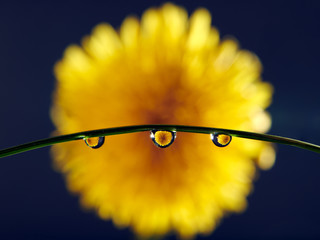 yellow flower with water drops