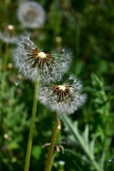 dandelion seeds in the wind