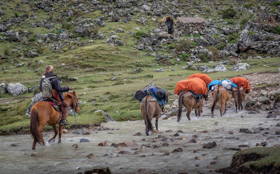 Pack horses crossing a river