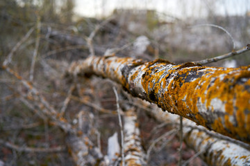 felled moss tree living his last days