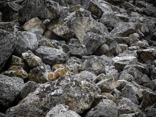 Chinchilla sitting on the rocks in the sun