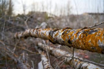 felled moss tree living his last days