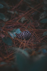 Minimalist conifer cone macro photography