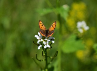 butterfly on a flower