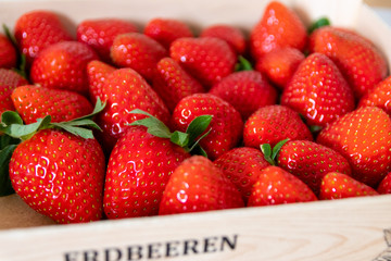 Frische Erdbeeren in Bioqualität sind reif für gesunde Ernährung mit Obst und Diät in...