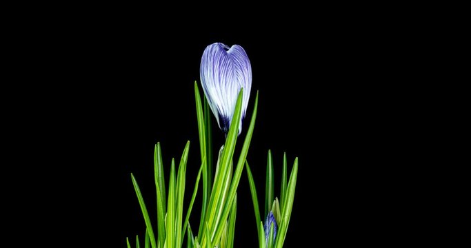 Timelapse of several violet crocuses flowers grow, blooming and fading on black background