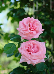 couple pink roses in rose garden