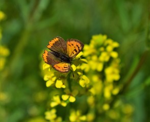 butterfly on yellow flower