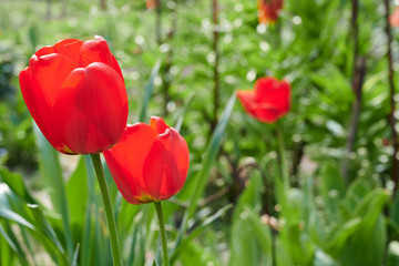 Fototapeta premium W ogrodzie