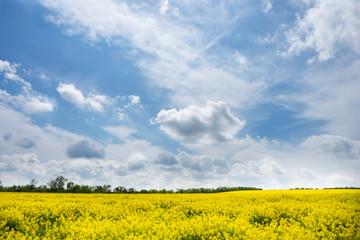 Amazing landscape with yellow field and beautiful cloudy sky.