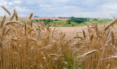 Picturesque wheat field in summer. Agriculture and cereal crops 