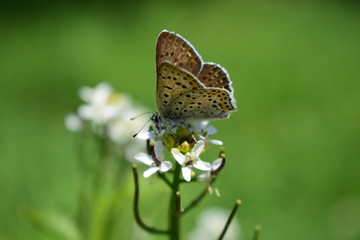butterfly on a flower