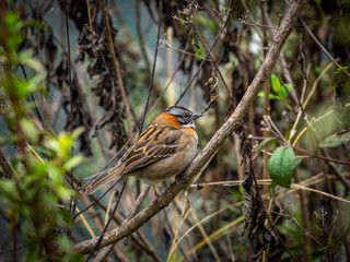 Finch sitting in a tree