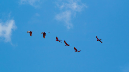 Macaws flying in formation