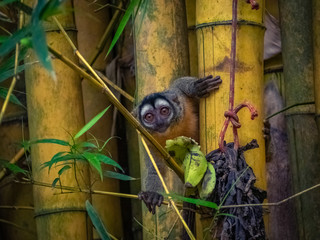 Owl Monkey sitting in a bamboo tree