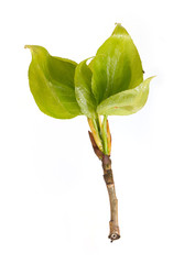Plant branch with buds and small leaves isolated on white background